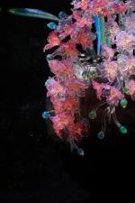 Golden Butterfly at Rest - Image 7