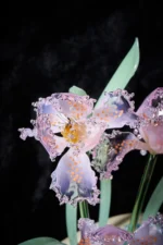 Calm Company - Image 3