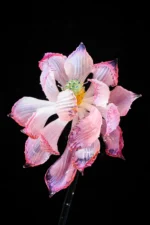 One Bloom in Stillness - Image 2