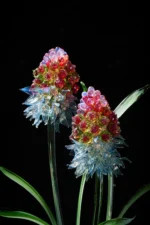 Spring’s Gift - Image 3